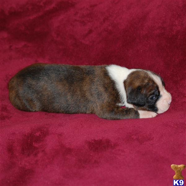 Boxer Puppies in FL